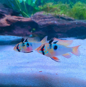 Meet your Posher, Jodi